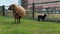 Blond mother Ouessant sheep with few days old black lamb