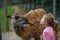 Blond preschool european girl feeding fluffy furry alpacas lama. Happy excited child feeds guanaco in a wildlife park