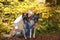 Blond woman with belgian shepherds