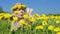 Blond woman and dandelions.