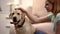 Blond woman stroking beautiful labrador retriever dog at home, lovely house pet