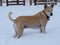 Blonde American Dingo Dog Standing in the Snow Watching Other Dogs Playing Before Joining in on the Fun Again