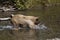 Blonde Brown Bear 26 hunting