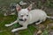 blonde chihuahua laying on moss