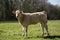 Blonde cow, heifer, standing perky on green grass in a meadow, pasture, trees at the background