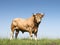 Blonde d`aquitaine bull in green grassy meadow with blue sky