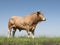 Blonde d`aquitaine bull in green grassy meadow with blue sky