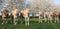 Blonde d`aquitaine calves in green meadow with white blossoming spring trees