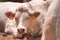 Blonde d`Aquitaine cattle on dairy farm
