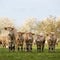 blonde d'aquitaine cows and calves in green grassy meadow near blossoming trees in spring