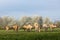 blonde d'aquitaine cows and calves in green grassy meadow near blossoming trees in spring