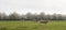 Blonde d`aquitaine cows graze in green meadow near white blooming spring trees