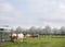 Blonde d`aquitaine cows graze in green meadow near white blooming spring trees