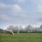 Blonde d`aquitaine cows graze in green meadow near white blooming spring trees