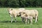 Blonde d`Aquitaine cows and newborn calf in a green meadow