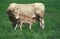 BLONDE D`AQUITAINE, A FRENCH BREED, CALF SUCKLING MOTHER