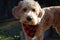 Blonde dog with red bandana