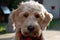 Blonde dog with red bandana