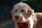 Blonde dog with red bandana