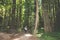 Blonde female tourists walks through a forest pathway of giant trees in Redwood National Park in California