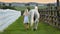 Blonde girl in white clothing leads white horse between fences, green grass