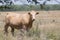 Blonde Heifer in the pasture