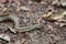 Blonde hognose snake Leioheterodon modestus, Tsingy de Bemaraha, Madagascar