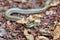 Blonde hognose snake, Leioheterodon modestus, Tsingy de Bemaraha, Madagascar