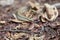Blonde hognose snake, Leioheterodon modestus, Tsingy de Bemaraha, Madagascar