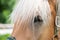 Blonde horse portrait with white-platinum hair