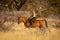 Blonde horsewoman rides through bushes in sunshine