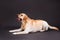 Blonde labrador dog lying on black background.