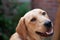 Blonde labrador portrait