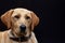 Blonde labrador portrait