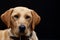 Blonde labrador portrait