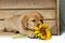 Blonde labrador puppy lies in a wooden box and holds a sunflower with his paws and looks dreamy