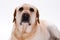 Blonde labrador retriever dog, close up portrait.