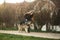 Blonde lady model poses to photographer with husky dog