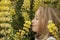 Blonde little girl smelling yellow wildflowers