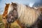 Blonde mane on dark brown Icelandic horse in Winter.1