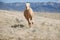 Blonde Palomino Horse Running in Field with Mountain Background