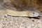 Blonde rans-Pecos rat snake