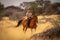 Blonde rides horse in grassland near bushes