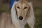 Blonde Saluki Dog Face