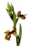 Blonde variety of wild Mirror Bee orchid over white - Ophrys speculum