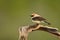 blonde wheatear bird in the mountains in spring