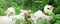 Blonde almost white-haired cows drink in the woods at the creek in Austria