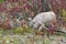 Blonde Wolf (Canis lupus) Hunts in Grasses