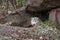 Blonde Wolf (Canis lupus) Peeks out of Den