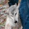 Blonde Wolf (Canis lupus) Receives Scratches from Handler